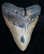 Megalodon Tooth - North Carolina #9519-1